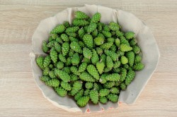 Варенье из сосновых или еловых шишек - шаг 2 Варенье из сосновых или еловых шишек - шаг 2