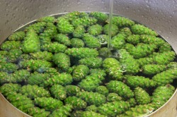 Варенье из сосновых или еловых шишек - шаг 3 Варенье из сосновых или еловых шишек - шаг 3