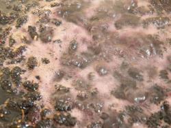 Варенье из шелковицы тутовника с лимонной кислотой - шаг 12