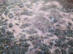 Варенье из шелковицы тутовника с лимонной кислотой - шаг 14