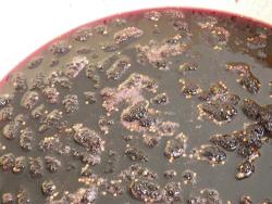 Варенье из шелковицы тутовника с лимонной кислотой - шаг 13