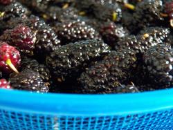 Варенье из шелковицы тутовника с лимонной кислотой - шаг 7