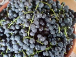 Виноградный уксус в домашних условиях - шаг 1