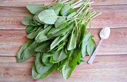 Консервированный щавель на зиму - шаг 1 Консервированный щавель на зиму - шаг 1