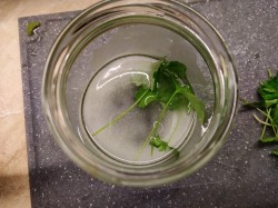 Жареный болгарский перец на зиму - шаг 5