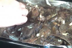 Заяц в духовке сочный - шаг 7 Заяц в духовке сочный - шаг 7