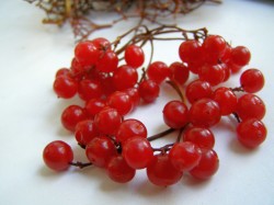 Калина с медом заготовка на зиму - шаг 1 Калина с медом заготовка на зиму - шаг 1