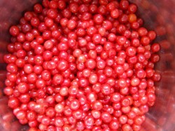 Калина с медом заготовка на зиму - шаг 3 Калина с медом заготовка на зиму - шаг 3