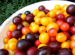 Вино из алычи простое домашнее - шаг 1 Вино из алычи простое домашнее - шаг 1