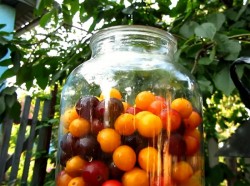 Вино из алычи простое домашнее - шаг 2 Вино из алычи простое домашнее - шаг 2