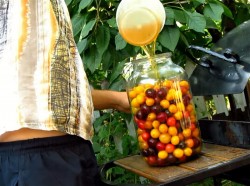 Вино из алычи простое домашнее - шаг 3 Вино из алычи простое домашнее - шаг 3