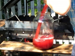 Вино из алычи простое домашнее - шаг 8 Вино из алычи простое домашнее - шаг 8