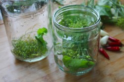 Соленые зеленые помидоры на зиму в банках - шаг 6