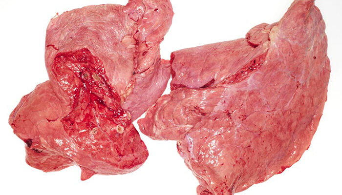 Почему говяжье лёгкое тёмного цвета