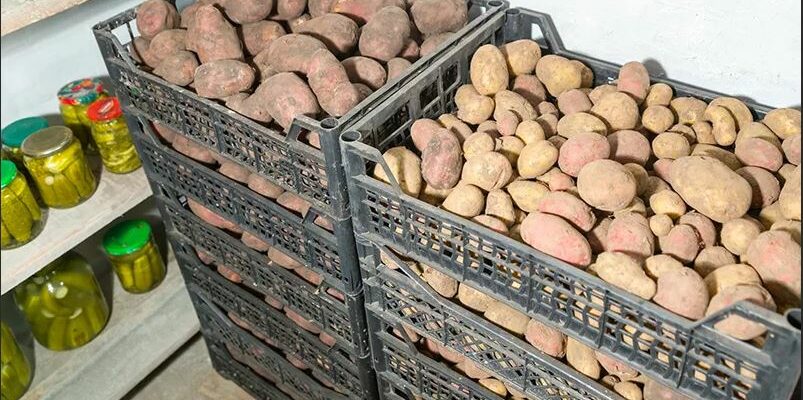 Какая картошка лучше хранится зимой?