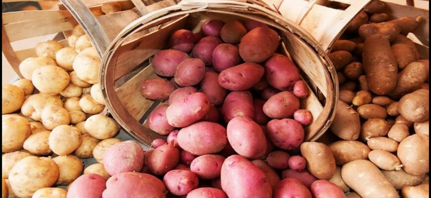 Какой картофель полезнее белый или красный?