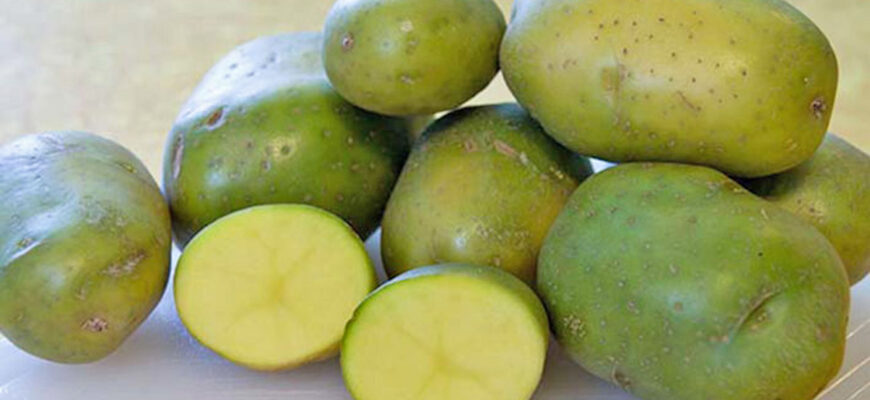 Можно ли есть зеленую картошку после варки?