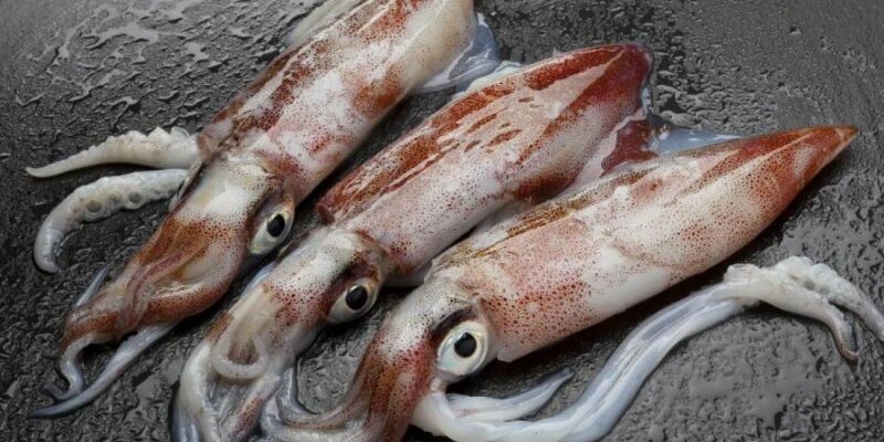 Почему кальмары пахнут?