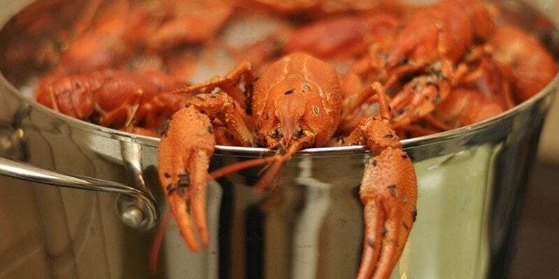 Раки пищат, когда их варишь?
