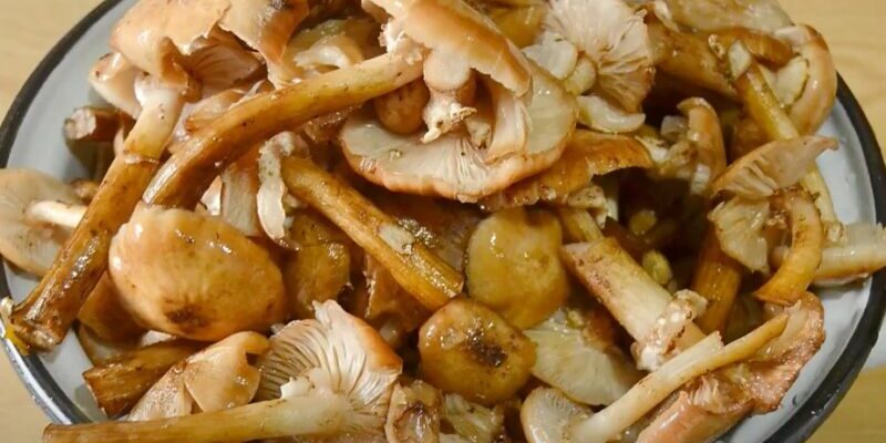 Что можно приготовить из переросших опят?