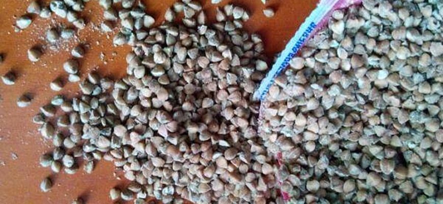 Если гречка заплесневела, что делать?