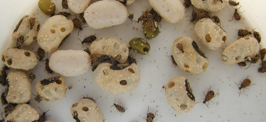 В фасоли завелись жучки, что делать?