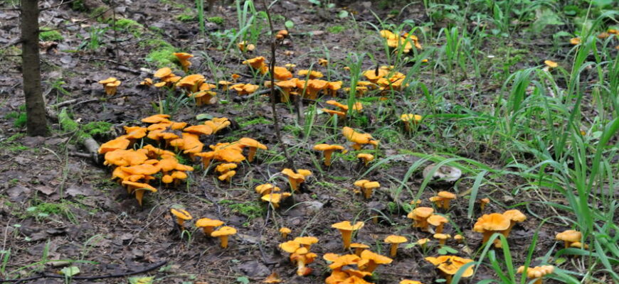 Когда сезон лисичек?