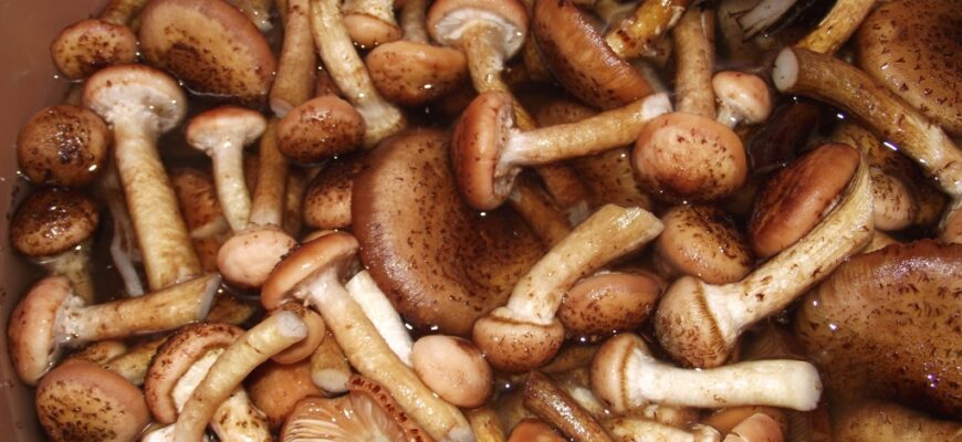 Сколько весит ведро опят?