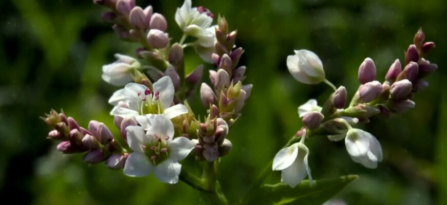 Как растет гречка?