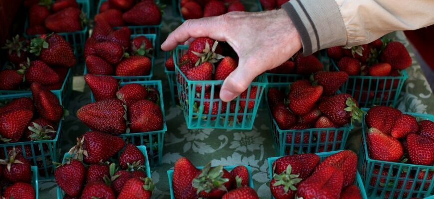 Можно ли варить варенье из импортной клубники?