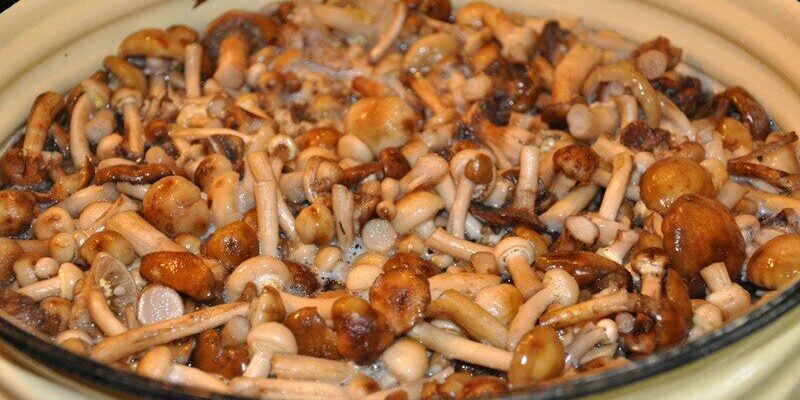 Можно ли опята жарить без варки?