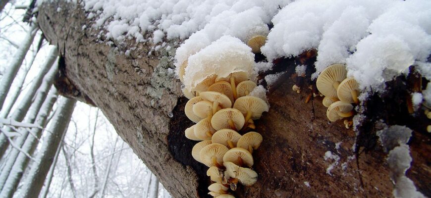 Как собирать опята зимой
