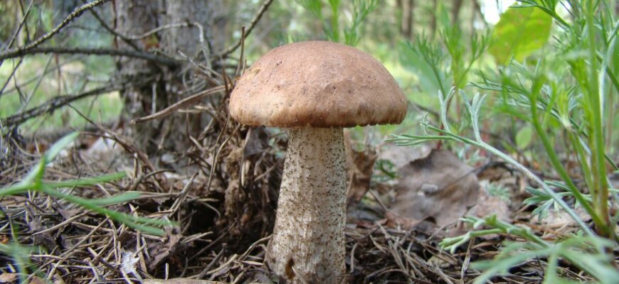 Как заготовить подберезовики