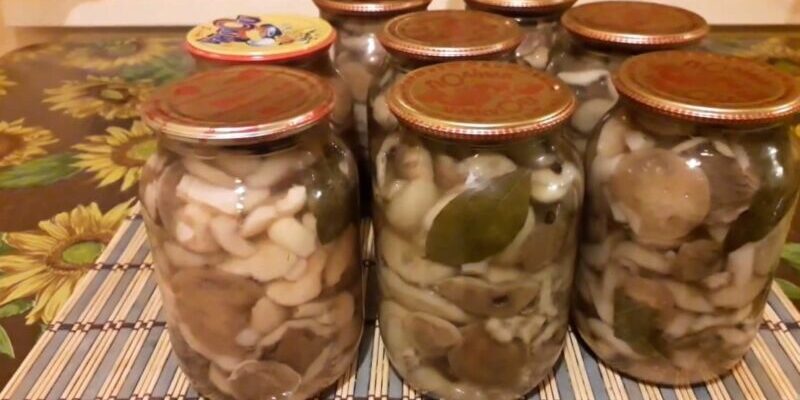 Что делать, если грибы опята забродили