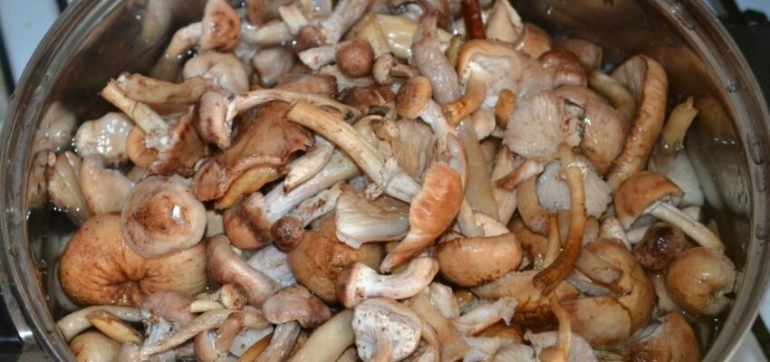 Как сохранить цвет опят при варке