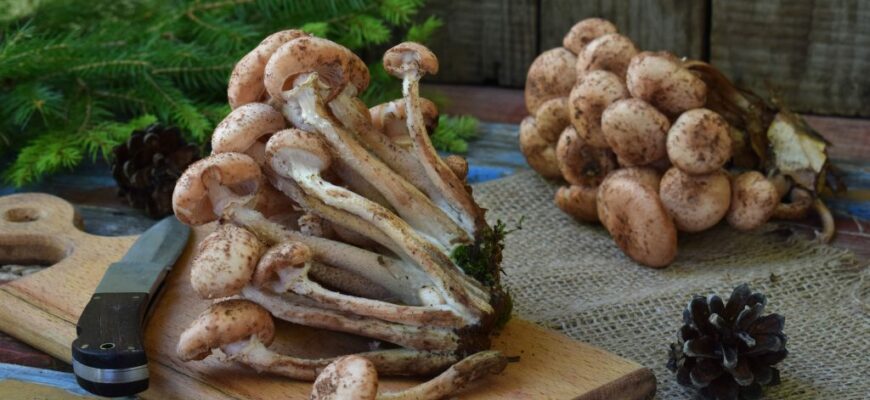 Что можно сделать из ножек опят?