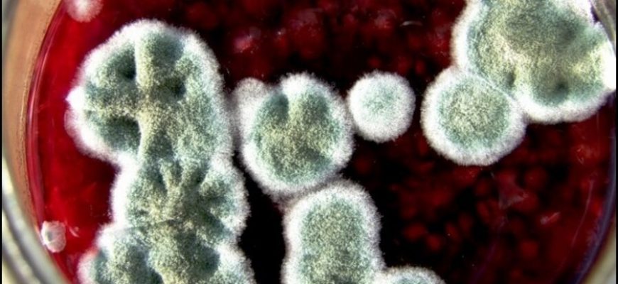 Если в компоте плесень?