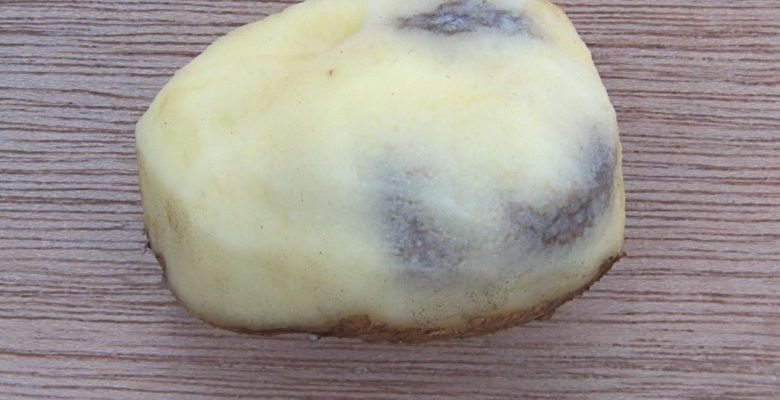 Почему картошка чернеет?