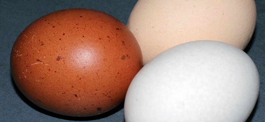 Цвет яиц