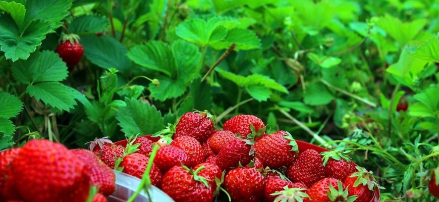 Если хочется клубники, чего не хватает?