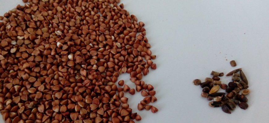 Если в гречке завелись жучки