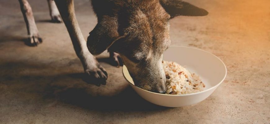 Можно ли варить собакам крупы?