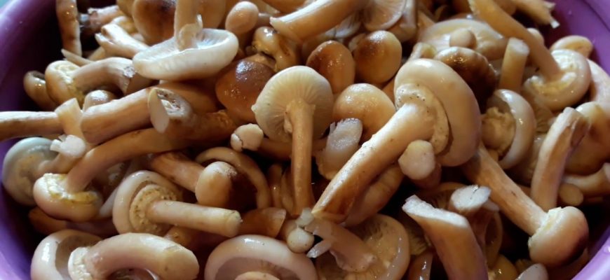 Как быстро чистить опята