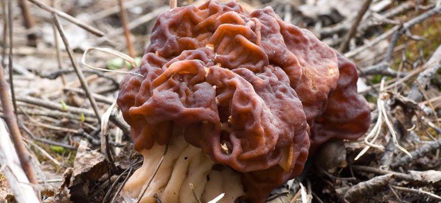 Как есть сморчки