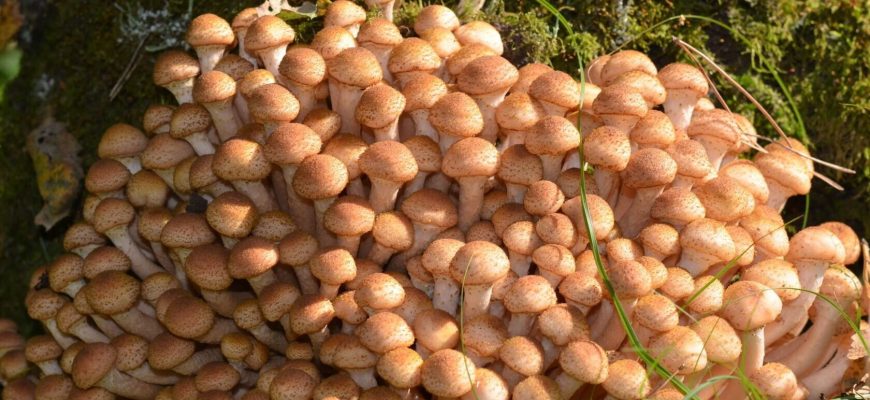 Какие опята лучше, летние или осенние?